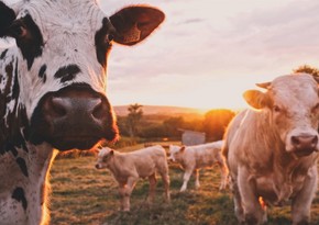 Azerbaijan slightly increases spending on livestock imports