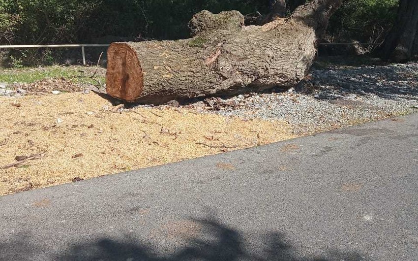 Госслужба обратилась в Генпрокуратуру в связи с незаконной вырубкой деревьев