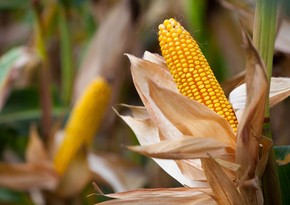 Азербайджан начал закупать кукурузу еще из одной страны