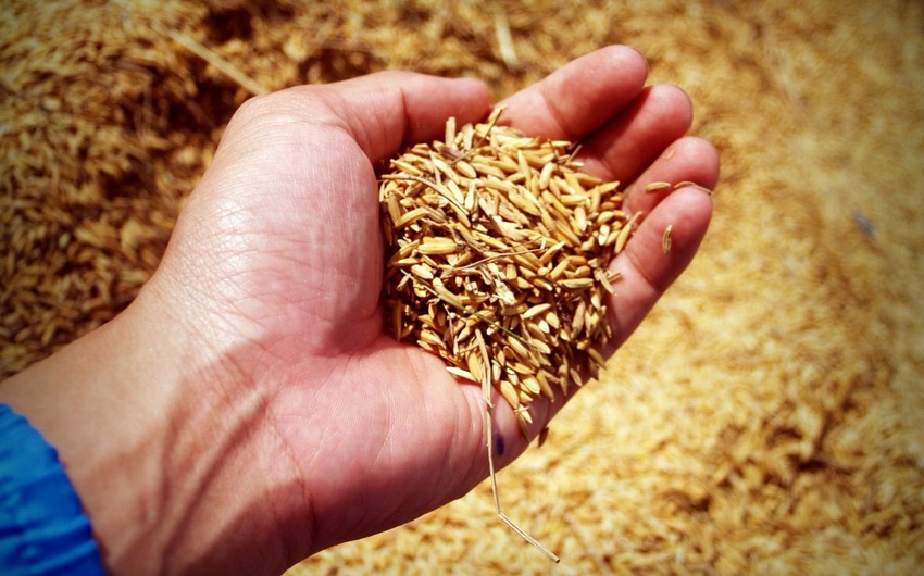 Азербайджан сократил импорт пшеницы на 61%