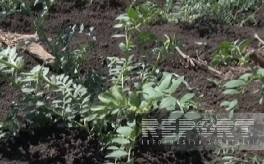 Cəlilabadda rekord həddə paxlalı bitki əkilib, amma suvarmada problemlər yaranıb