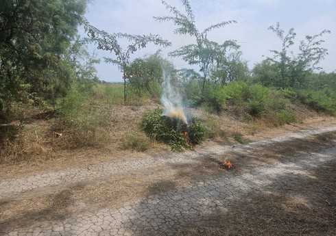 В Ширване уничтожено сотни кустов дикорастущей конопли