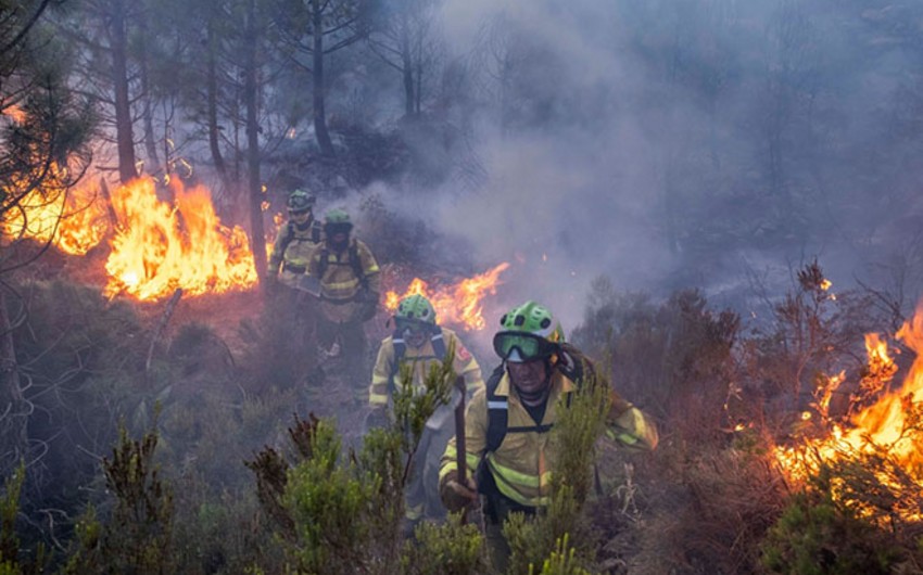 В Испании лесные пожары уничтожили почти 250 тыс. гектаров угодий