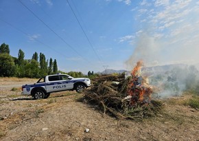 В Нахчыване уничтожено около 8 тонн дикорастущей конопли