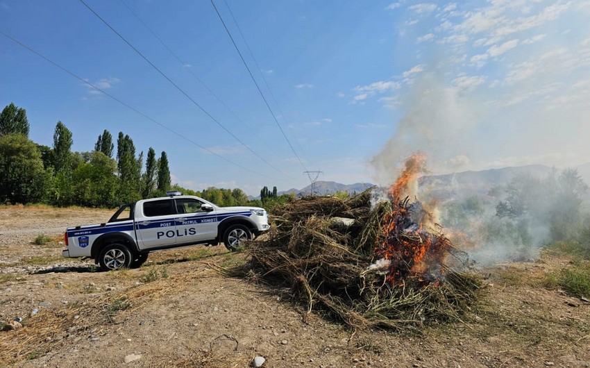 Naxçıvanda 8 tona yaxın çətənə kolu məhv edilib