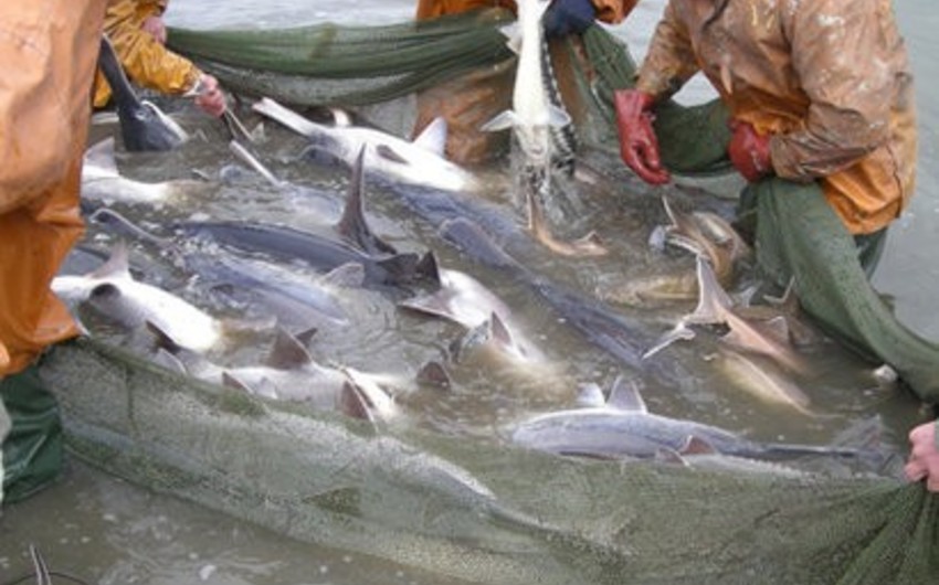 В Азербайджане начались крупномасштабные рейды против незаконной рыбалки