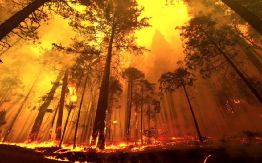 В Чили число погибших от лесных пожаров возросло до девяти человек