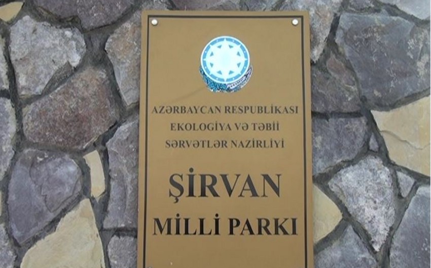 ETSN: Brakonyerlər Şirvan Milli Parkının əməkdaşına atəş açaraq yaralayıb