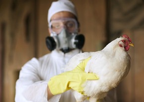 В нидерландской деревне в четвертый раз за месяц выявили птичий грипп