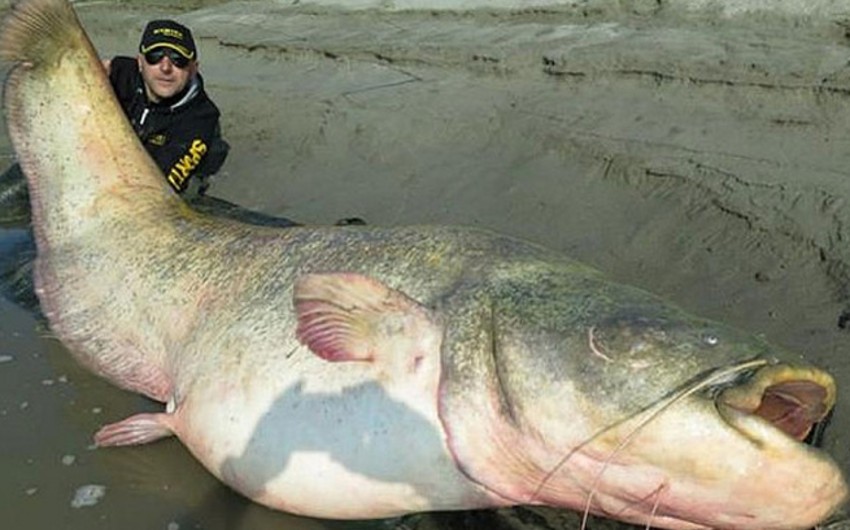 ​В Италии рыбаки выловили 127-килограммового сома - ФОТО