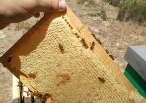 Azerbaijan prepares draft on the development of beekeeping