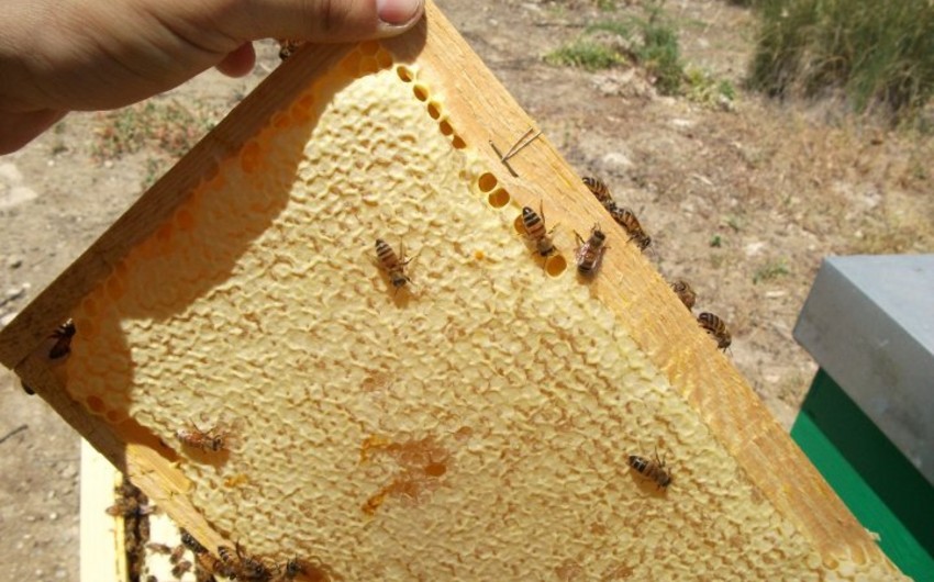 Azerbaijan prepares draft on the development of beekeeping