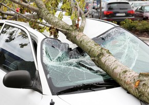 В Хачмазе автомобиль врезался в дерево, водитель пострадал 