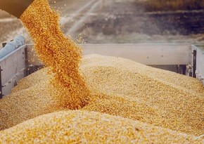 Grain exports from Kazakhstan to reach 12 million tons in 2024