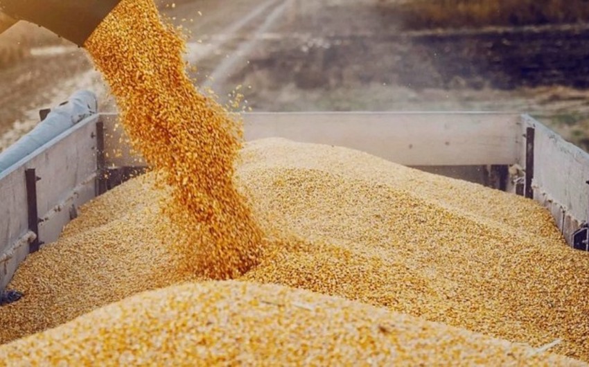 Grain exports from Kazakhstan to reach 12 million tons in 2024