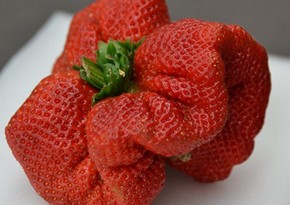 Israeli strawberry wins Guinness record as world’s largest