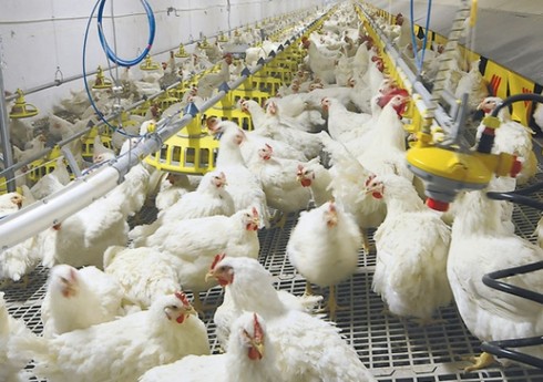 В Болгарии на птицеферме зарегистрирован очаг птичьего гриппа
