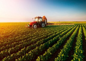 Аграрный сектор в Азербайджане вырос на 3%