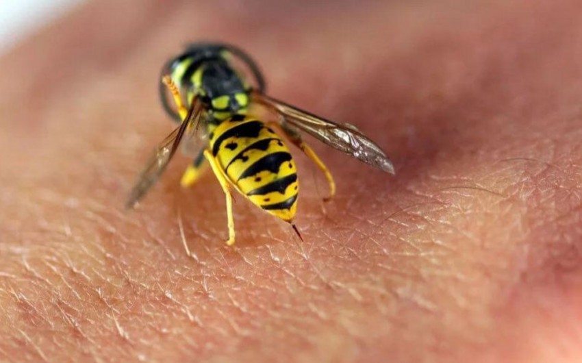 Qazaxda arıçı arı sancmasından öldü