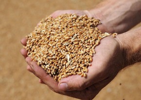 Азербайджан хочет закупить у Турции семена пшеницы