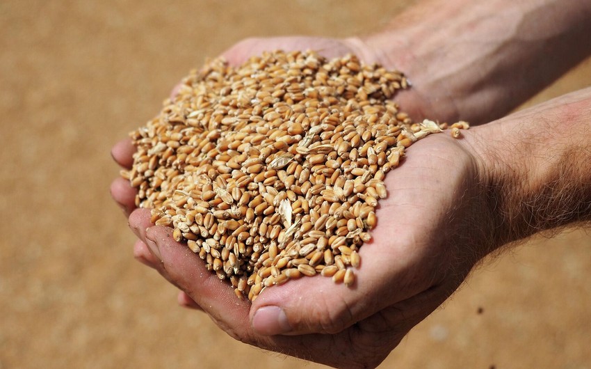 Azerbaijan intends to buy wheat from Turkiye