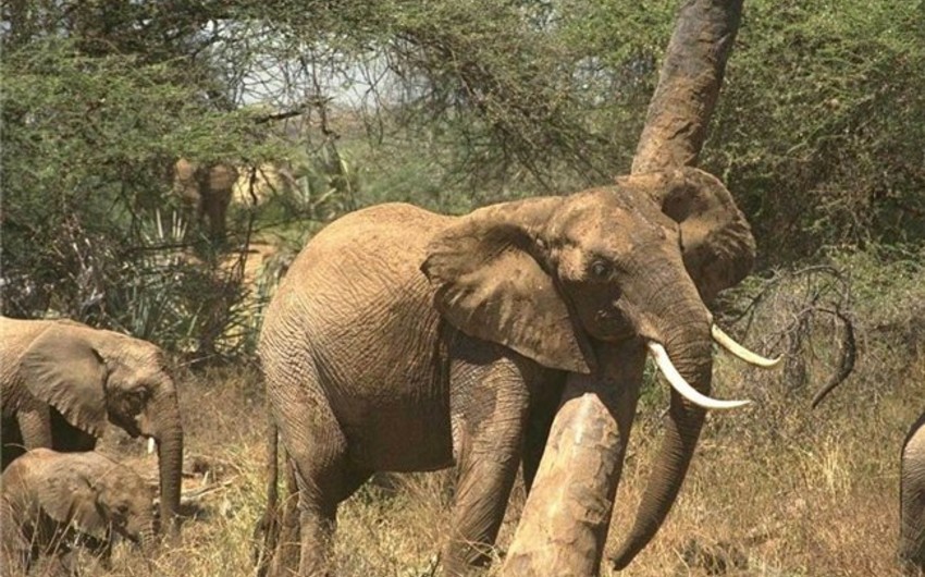 Keniyada fil italiyalı turisti öldürüb