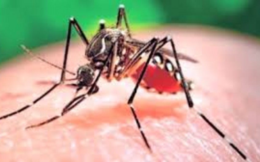 ABŞ-da “Zika” virusuna yoluxma hallarının qeydə alındığı ştatlarda donor qanı yığılmayacaq