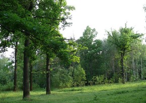 Azerbaijan approves annual deforestation volume 