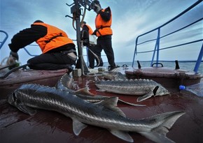 Росрыболовство не ждет отмены запрета промысла осетровых на Каспии