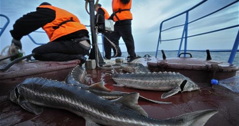 Росрыболовство не ждет отмены запрета промысла осетровых на Каспии