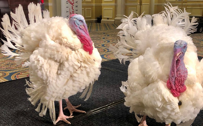 Signature collection in support of pardoning turkeys launched in US