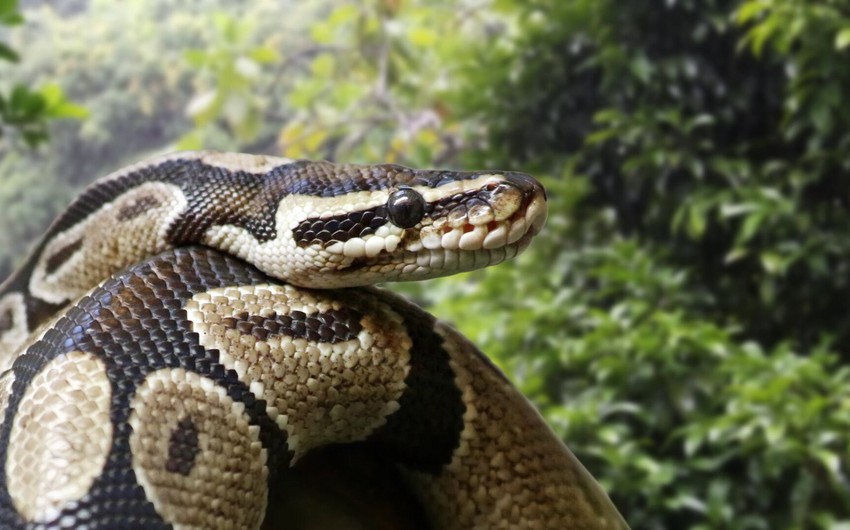 Python swallows woman whole in Indonesia