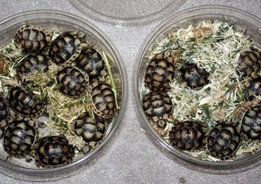 A man caught smuggling 51 turtles in his pants pleads guilty