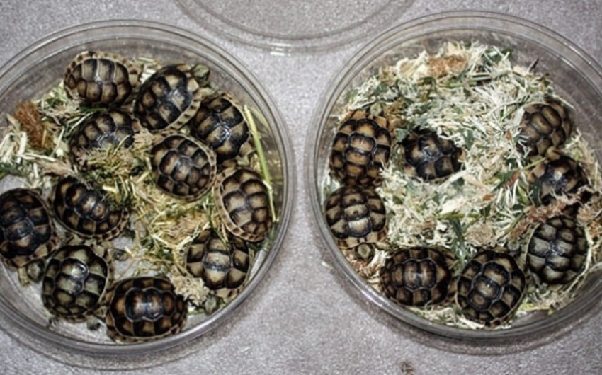 A man caught smuggling 51 turtles in his pants pleads guilty