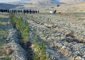 Tree-planting campaign held in Khizi