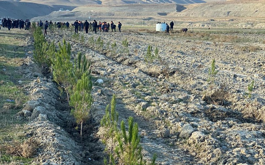 Tree-planting campaign held in Khizi