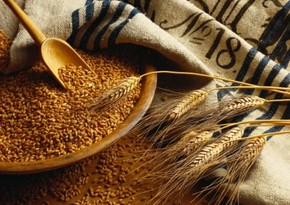 Azerbaijan launches barley export