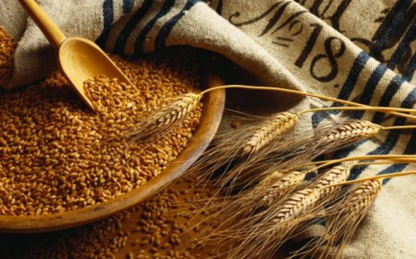 Azerbaijan launches barley export