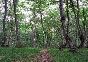 Azerbaijan starts restoration of fire-stricken forests