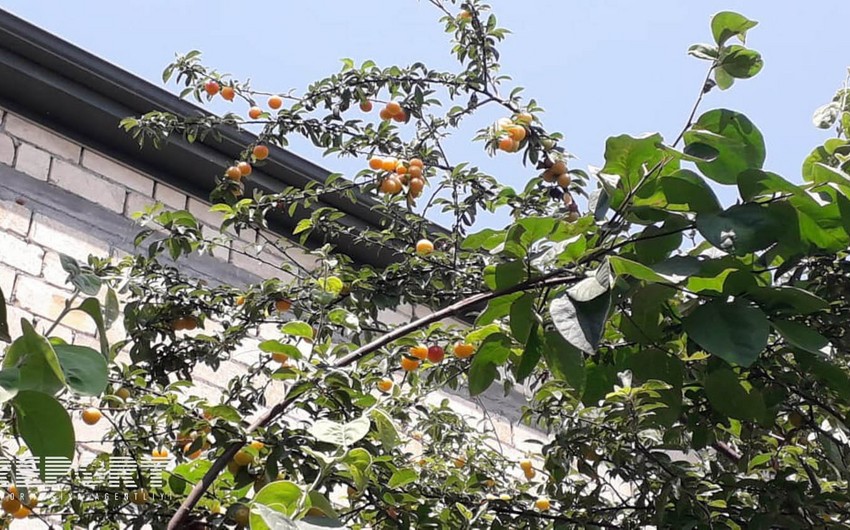 Kürdəmir sakini bir ağacda  4 növ meyvə yetişdirib - FOTO - VİDEOREPORTAJ