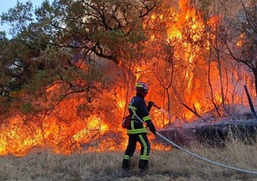 В странах ЕС пожары уничтожили 700 тыс. га леса 