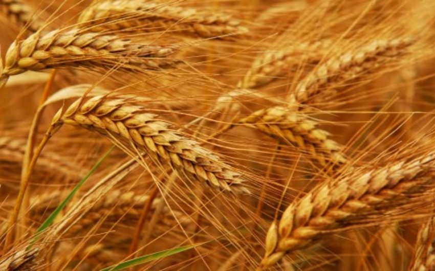 Азербайджан увеличил расходы на импорт пшеницы на 65%