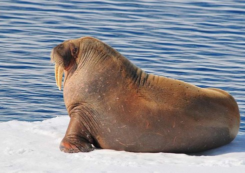 В Норвегии "потревожившего моржа" туриста оштрафовали на $1,1 тыс.