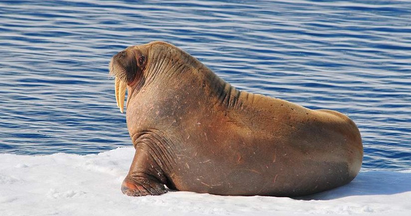 В Норвегии потревожившего моржа туриста оштрафовали на $1,1 тыс.