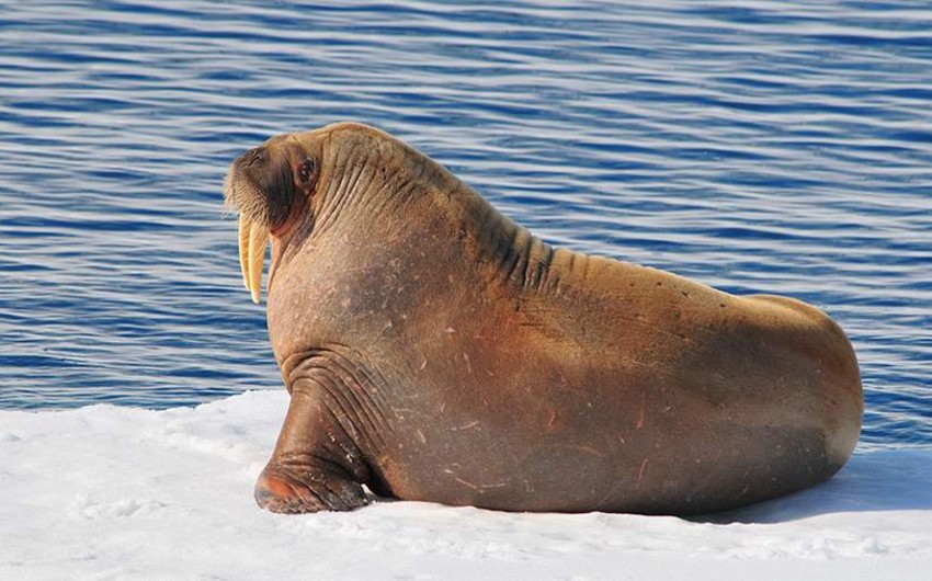 В Норвегии потревожившего моржа туриста оштрафовали на $1,1 тыс.