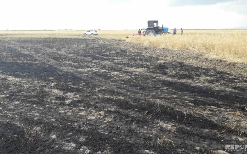 В Кюрдамире неисправный комбайн привел к пожару на зерновом поле - ФОТО - ОБНОВЛЕНО