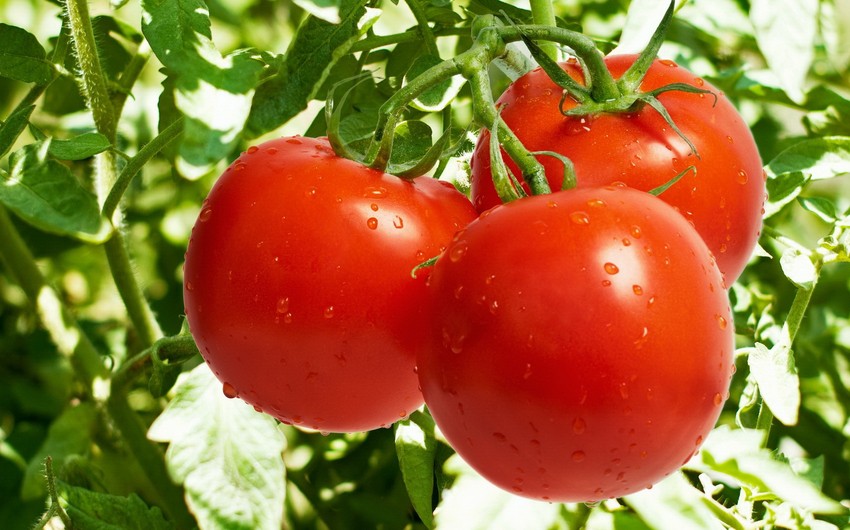Россия может ограничить импорт помидоров из Армении