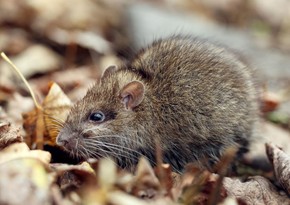 Ученые: Крысы способны вынюхивать коронавирус