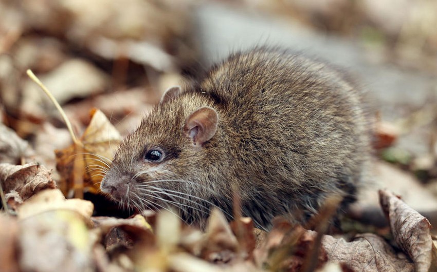 Ученые: Крысы способны вынюхивать коронавирус