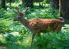 Endangered deer species to be transferred to Lesser Caucasus